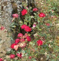 little-buckaroo-galicja-2011-027a