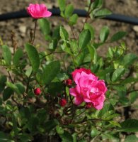 madame-norbert-levavaseur-galicja-2011-097a