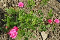 madame-norbert-levavaseur-galicja-2011-098a