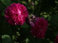 magnifica-galicja-2011-070a