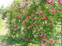 matka-vlast-351-a