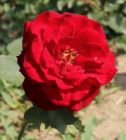 maurice-chevalier-galicja-2011-286a