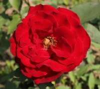 maurice-chevalier-galicja-2011-287a