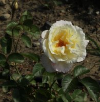 mindszenty-jozef-galicja-2011-261a