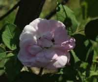 mme-louis-leveque-galicja-2011-689a