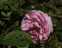 mme-louis-leveque-galicja-2011-691a