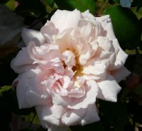 morgengruss-327-a