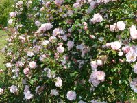 morgengruss-328-a