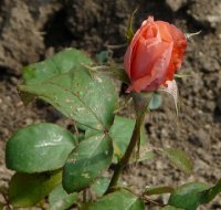 mutter-brada-iii-2011-151-a