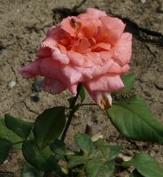 mutter-brada-iii-2011-152-a