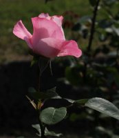 operettenrose-galicja-2011-270a