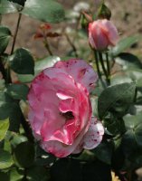 operettenrose-galicja-2011-271a