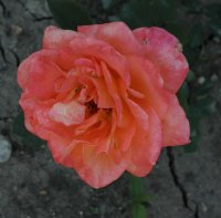 orange-flamme-galicja-2011-376-jpga_