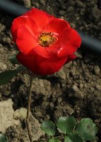 orange-sensation-galicja-2011-124a