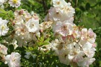 popmpon-blanc-parfait-verdier-galicja-2011-714a