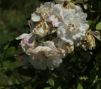 popmpon-blanc-parfait-verdier-galicja-2011-715a
