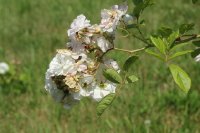 popmpon-blanc-parfait-verdier-galicja-2011-716a