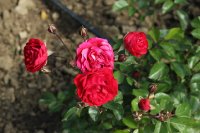 red-triumph-galicja-2011-111a