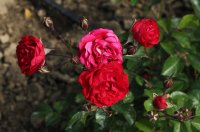 red-triumph-galicja-2011-112a