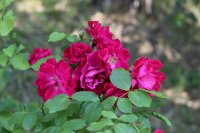 reine-de-liles-bourbon-breon-muger-1835galicja-2011-674a