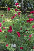 reine-de-liles-bourbon-breon-muger-1835galicja-2011-676a