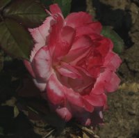 rosenmarchen-galicja-2011-439a