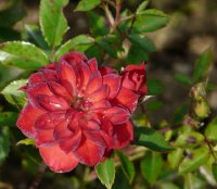 scarlet-gem-a