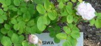 siwa-425-a