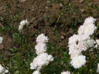 snowball-a_0
