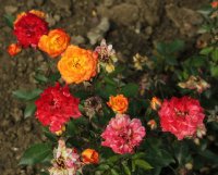 sunmaid-galicja-2011-025a