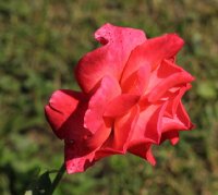 super-star-cl-galicja-2011-490a