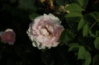 svetlana-galicja-2011-048a