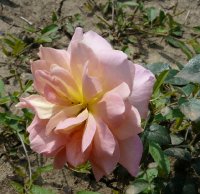 sylvia-238-a