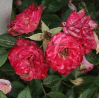 teeny-weeny-galicja-2011-022a