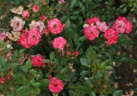 teeny-weeny-galicja-2011-023a