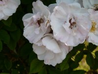 venusta-pendula-338a