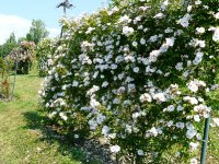 venusta-pendula-339a