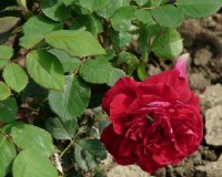 wentzel-geschwind-a