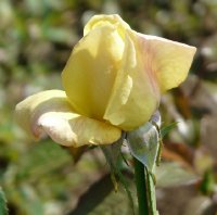 zitronenjette-277a
