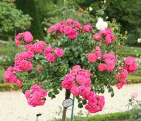 anadia-bagatelle-560