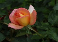 andre-eve-rose-bagatelle-637