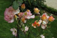 andre-eve-rose-bagatelle-638