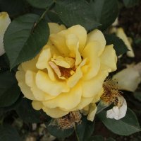 anisade-bagatelle-210