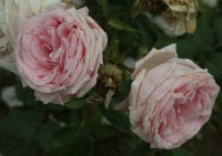 aphrodite-bagatelle-382