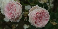 aphrodite-bagatelle-383