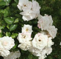 aspirin-rose-bagatelle-859