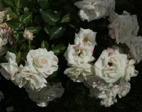aspirin-rose-bagatelle-860