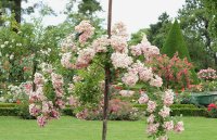 ballerina-bagatelle-460