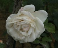 banquise-bagatelle-435