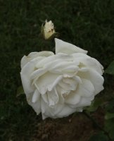 banquise-bagatelle-436
